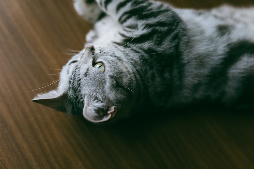 short-furred gray cat lying on brown floor