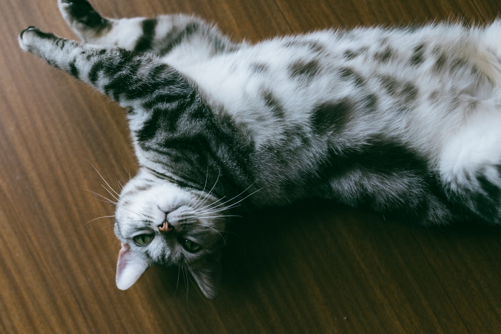 black and gray tabby cat lying on brown surface