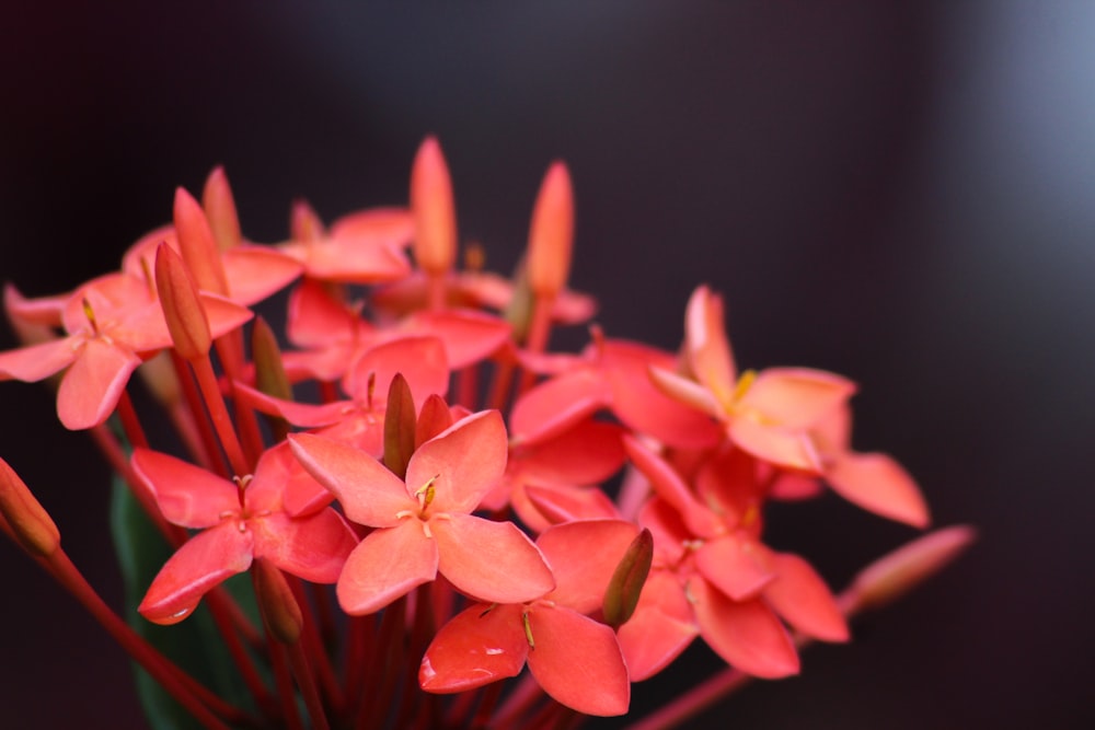 selected focus photography of red petaled flower