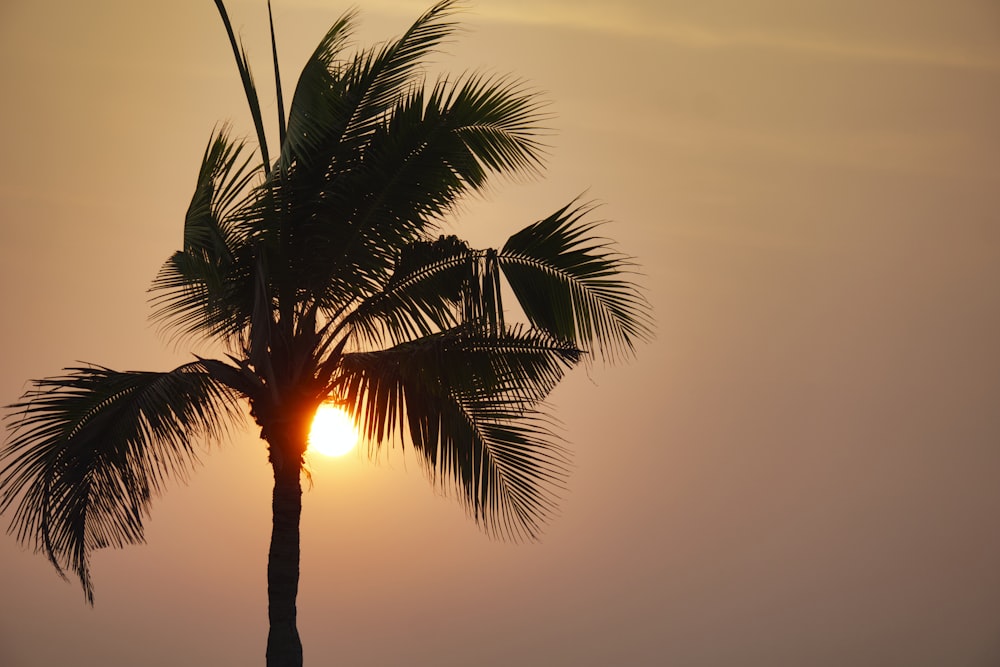 silhouette of coconut palm tree