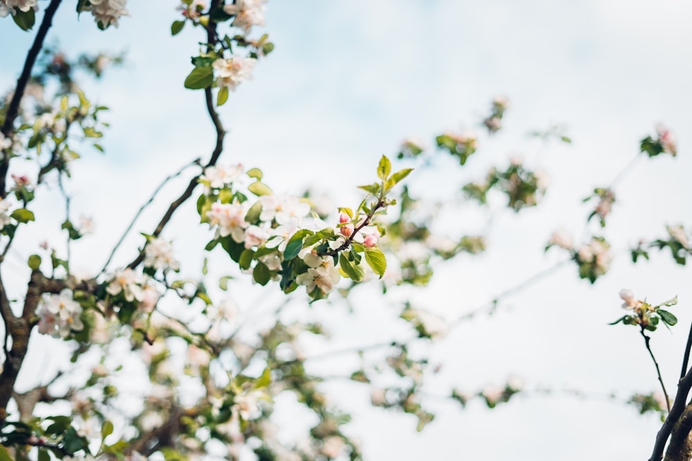 white petaled flowers