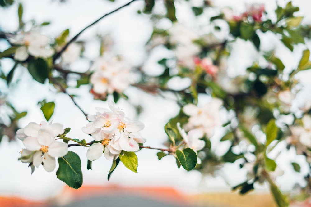 blooming white cherry blossoms