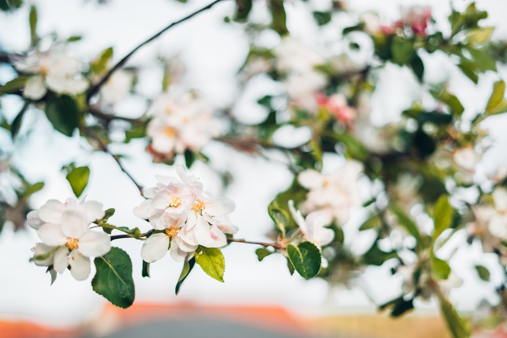 fleurs de cerisier blanc en fleurs