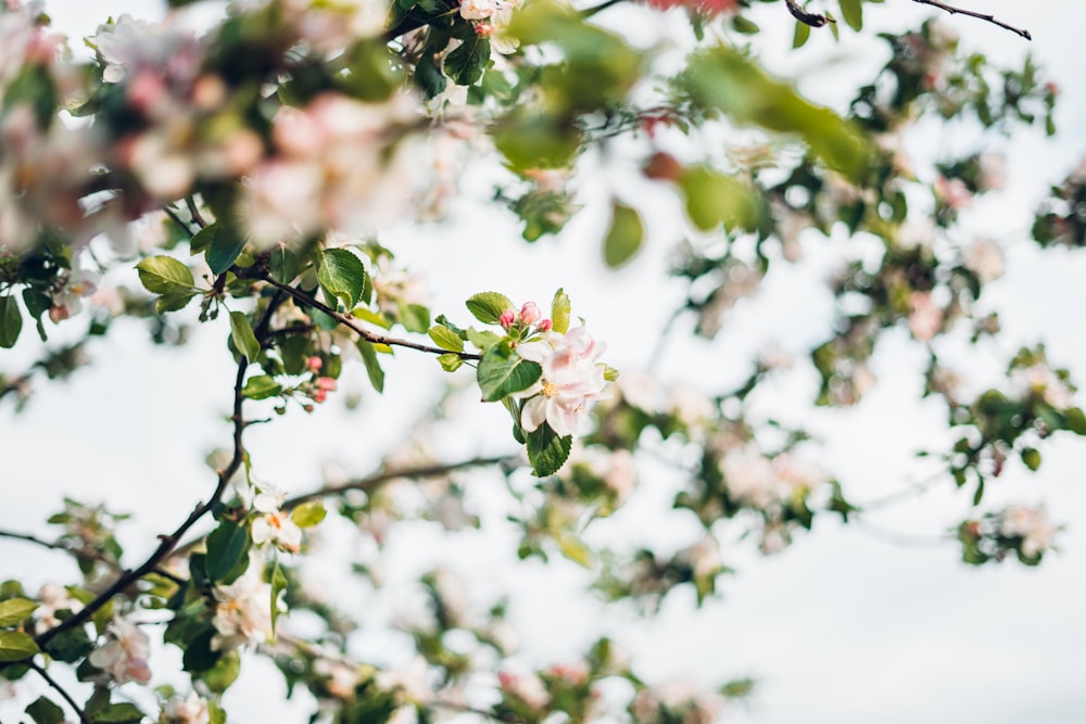 selective focus photography of white flowers