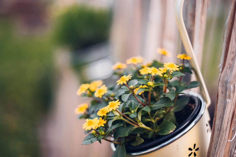 selective focus photography of yellow flower