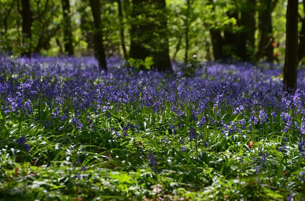 purple petaled flwoers