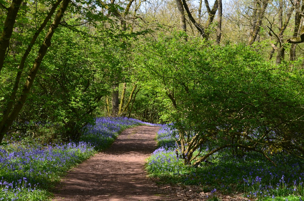 pathway surrounded with tall and green trees during daytime