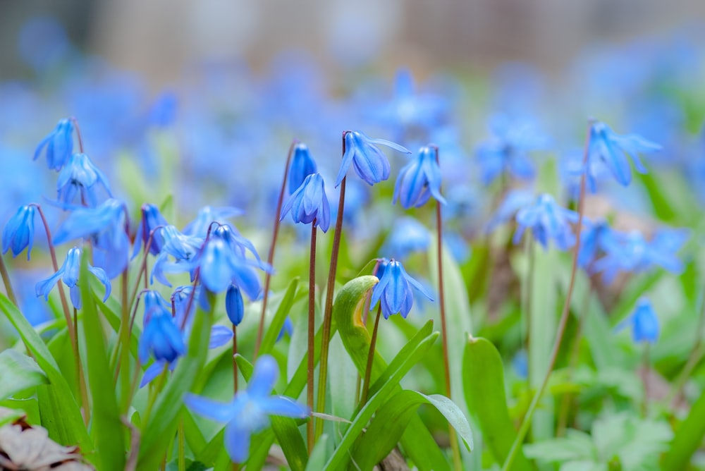 blue petaled flowers