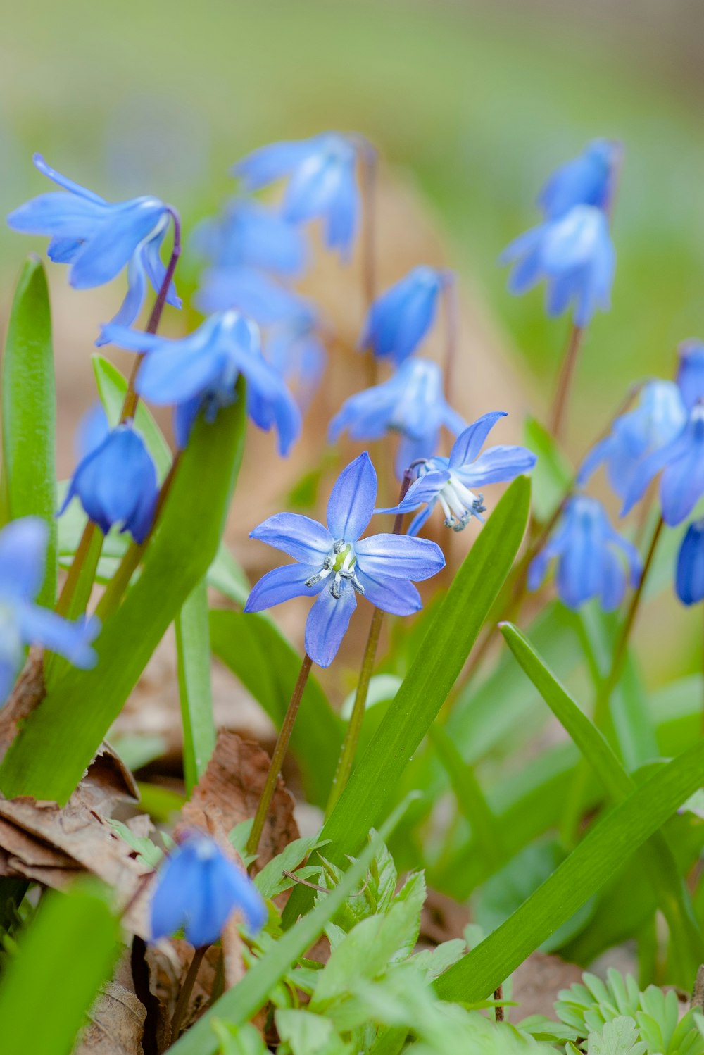 blue daisies