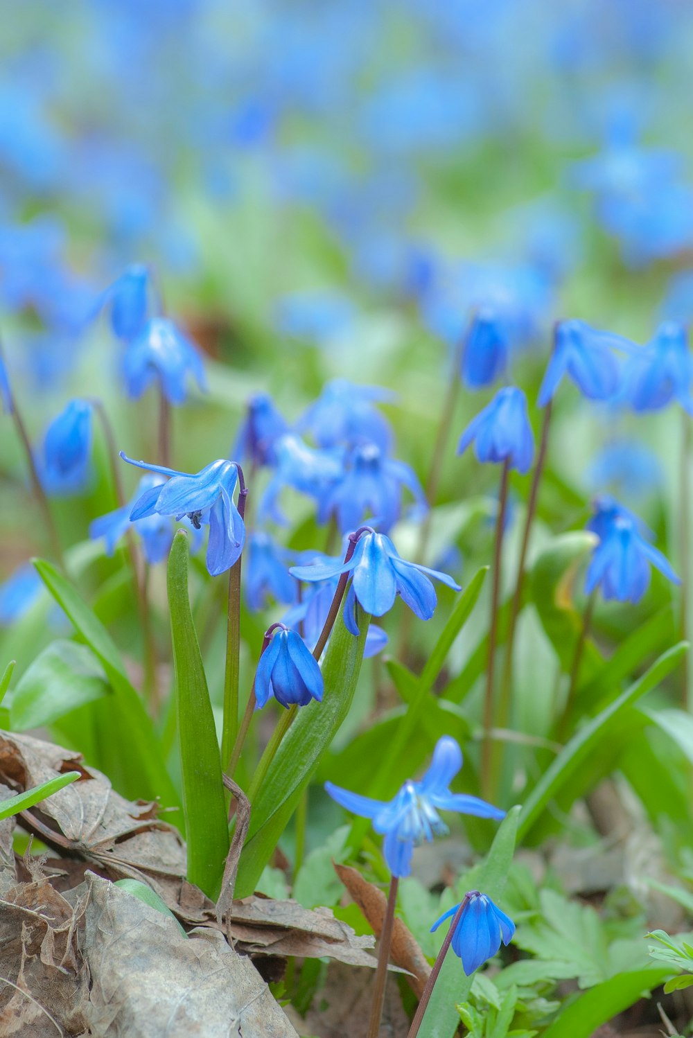 blue flower lot