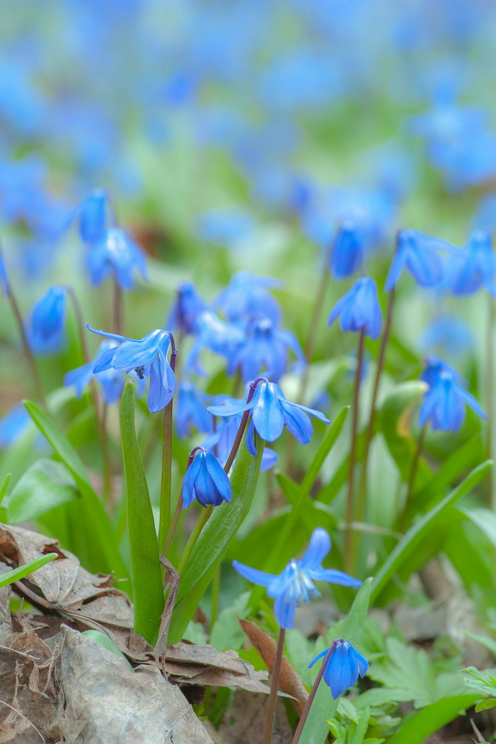 Lot de fleurs bleues