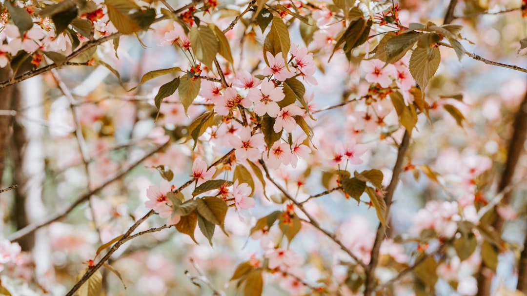 white and pink petaled flowers