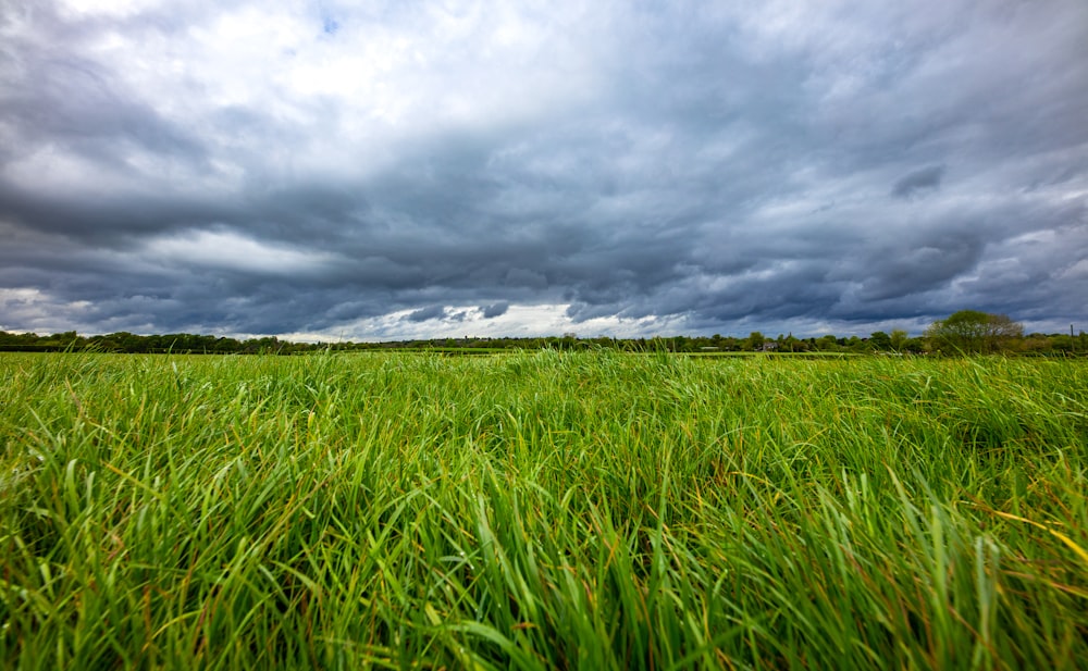 plant field during day