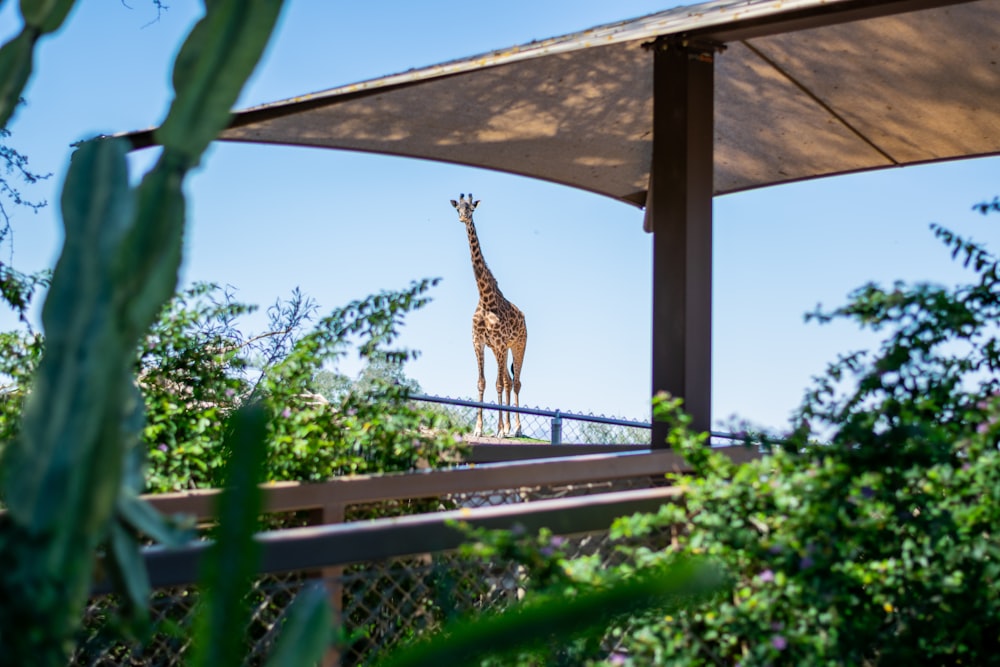 adult giraffe and brown parasol