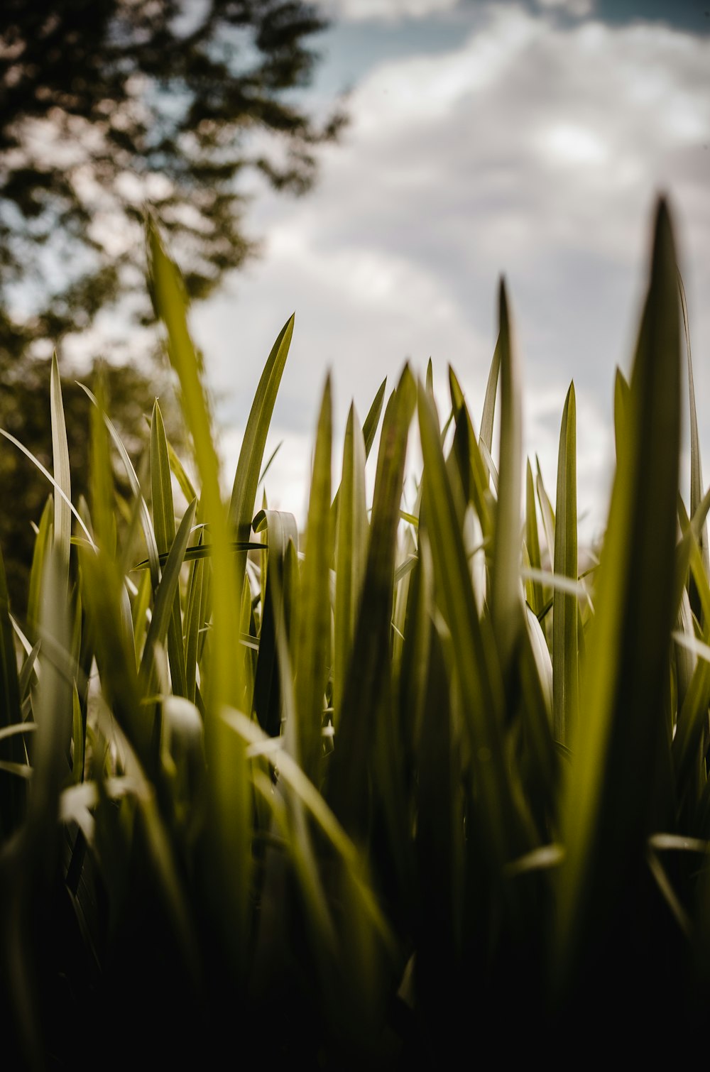 green grasses