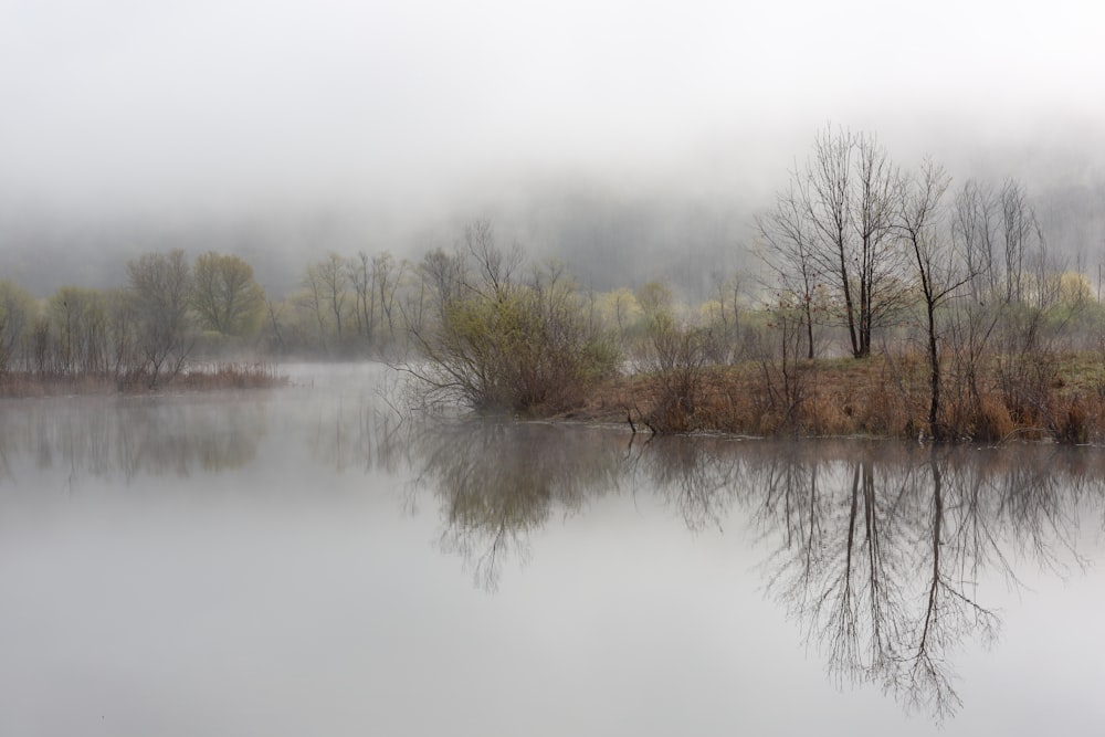 lake and trees