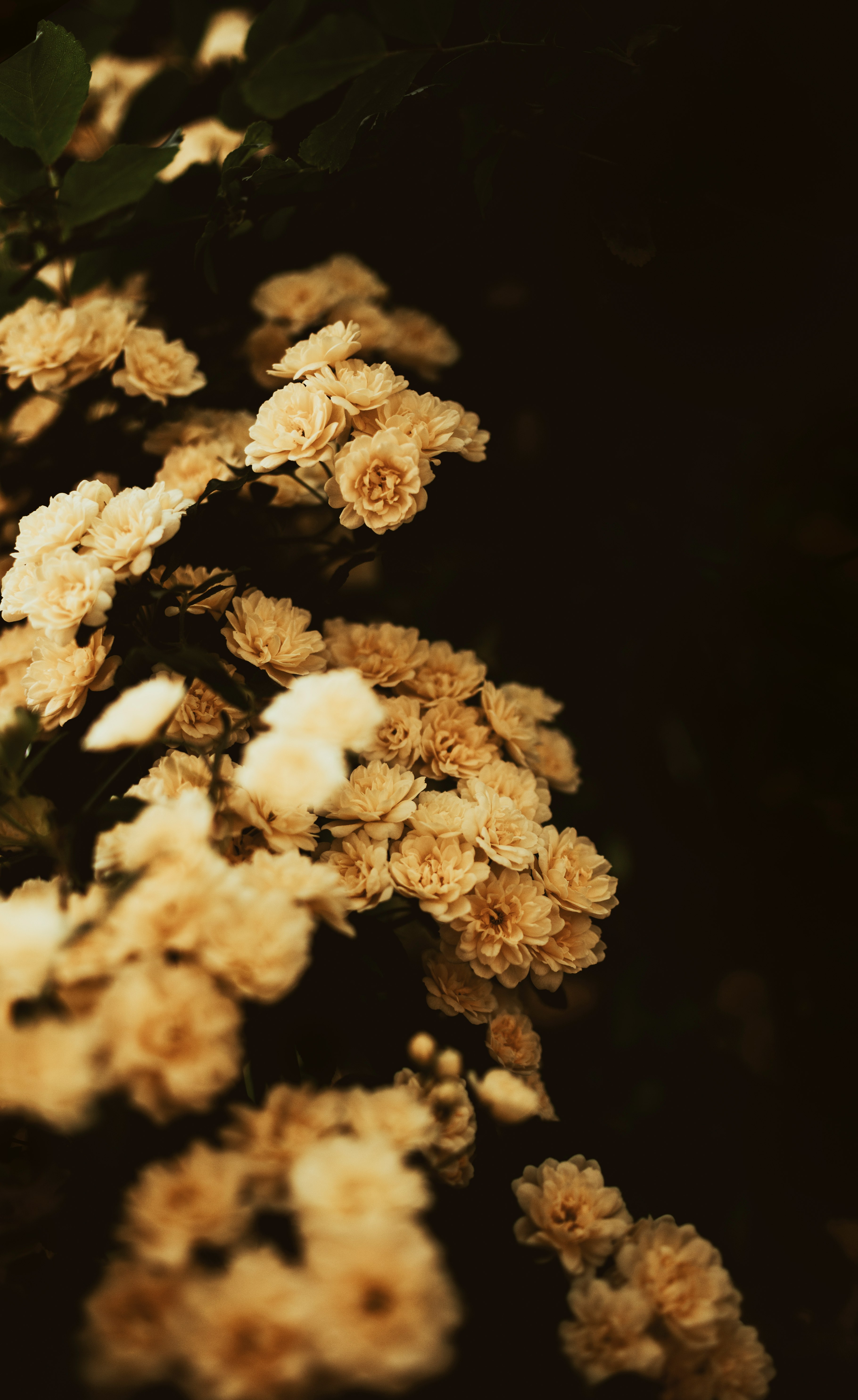 selective focus photography of yellow flower