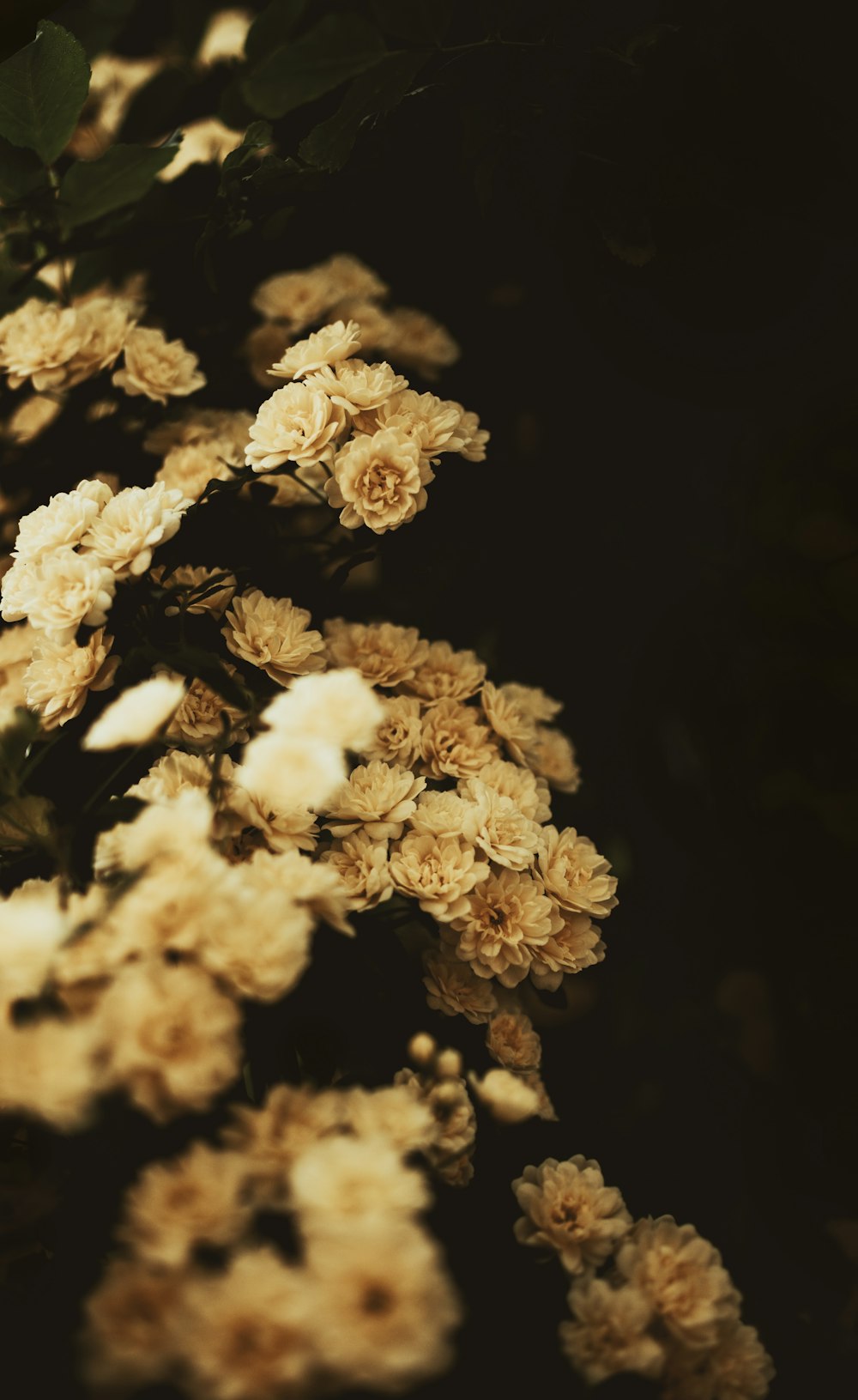 selective focus photography of yellow flower