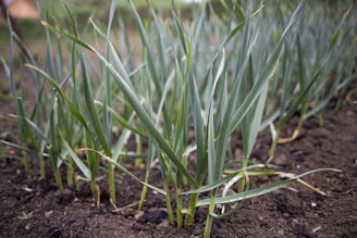 A lush garden filled with young green plants rooted in dark, rich soil. The plants have long, slender leaves and appear to be growing closely together, suggesting a healthy, thriving environment.
