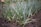A close-up of lush green plants thriving in nutrient-rich soil.