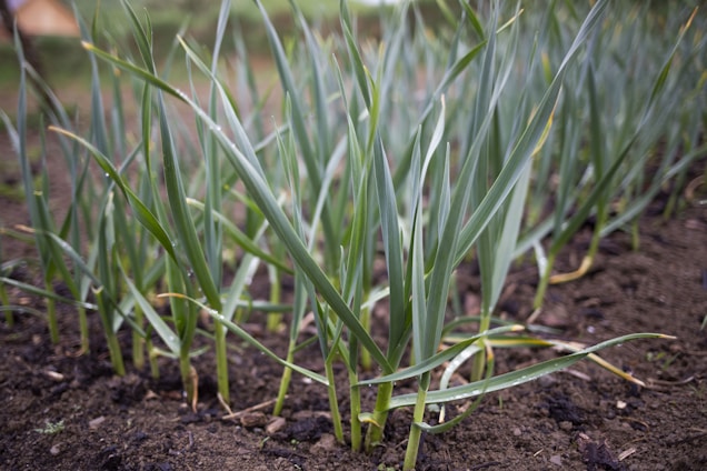 A lush garden filled with young green plants rooted in dark, rich soil. The plants have long, slender leaves and appear to be growing closely together, suggesting a healthy, thriving environment.