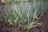 A lush garden filled with young green plants rooted in dark, rich soil. The plants have long, slender leaves and appear to be growing closely together, suggesting a healthy, thriving environment.