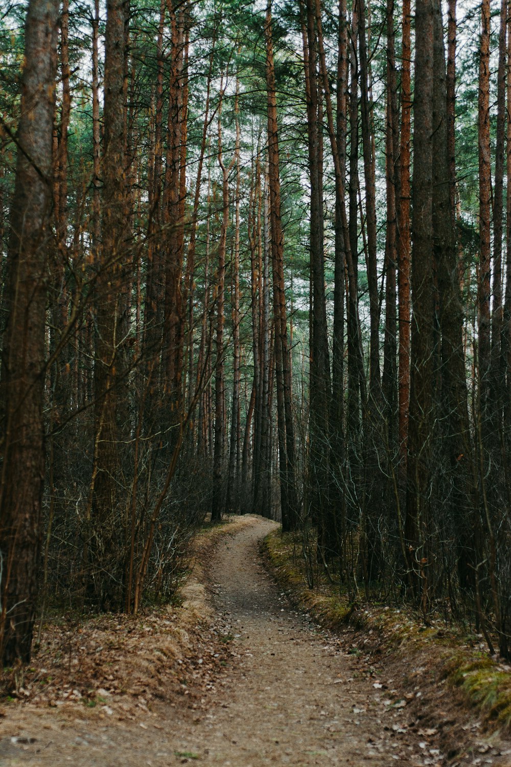 tunnel di alberi marroni