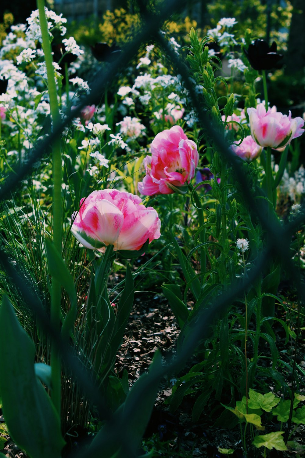 .pink flowers