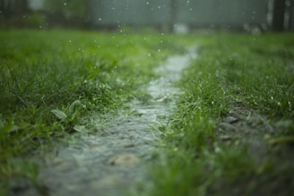 A serene rain shower over a thriving field, symbolizing nourishment and growth.