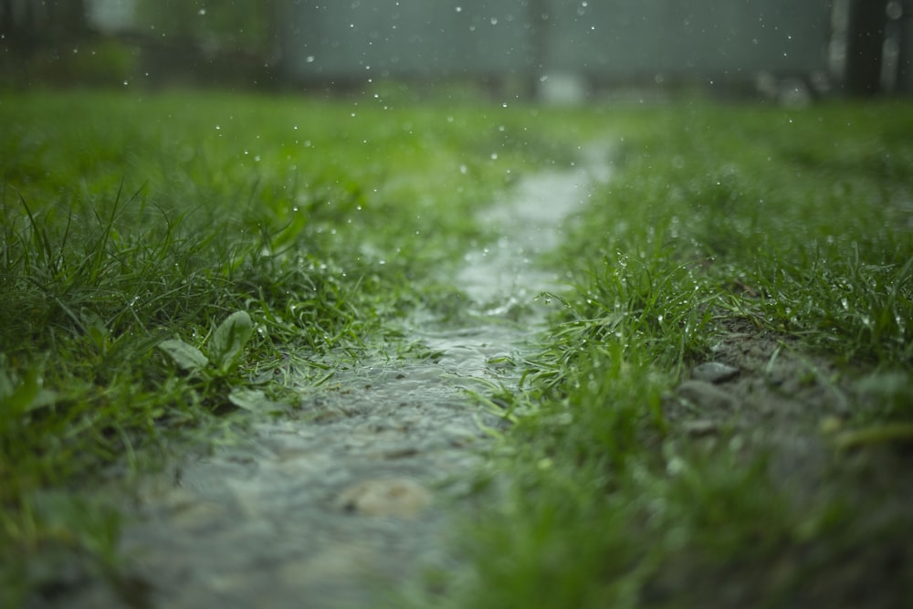 Fotografía de ángulo bajo de hierba verde