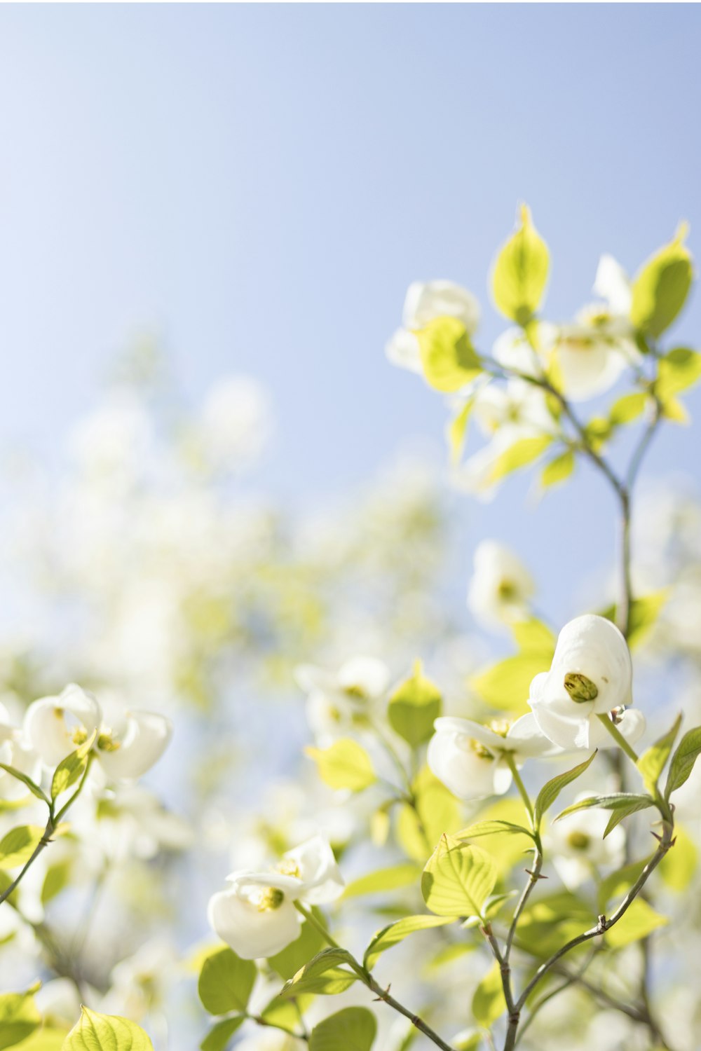 흰 꽃의 선택적 초점 사진