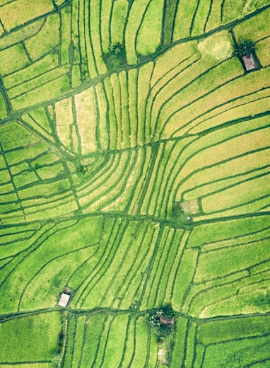 aerial photography of rice field
