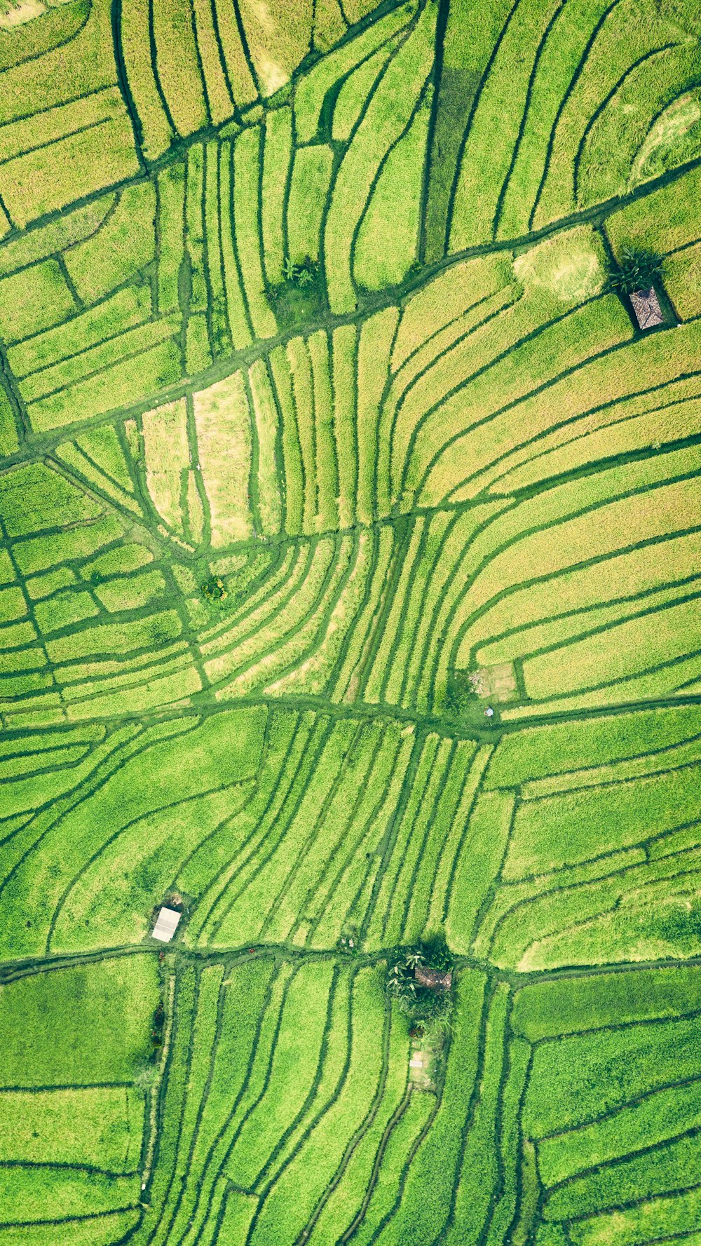 Photographie aérienne d’une rizière