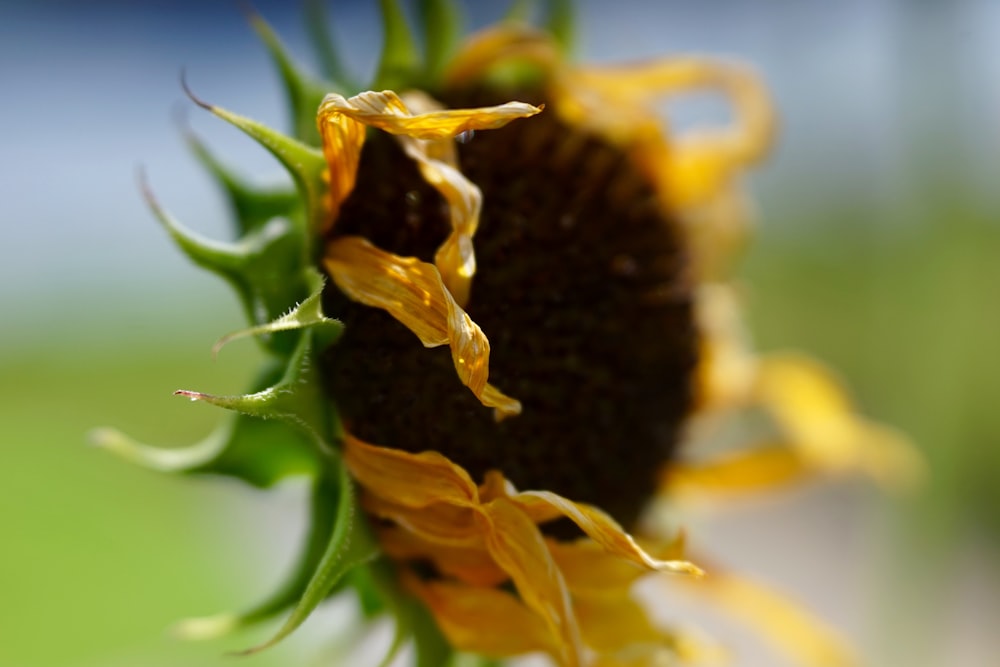 closeup photography of withered sunflower