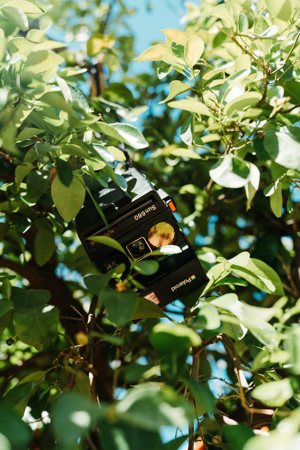 black camera on tree branch