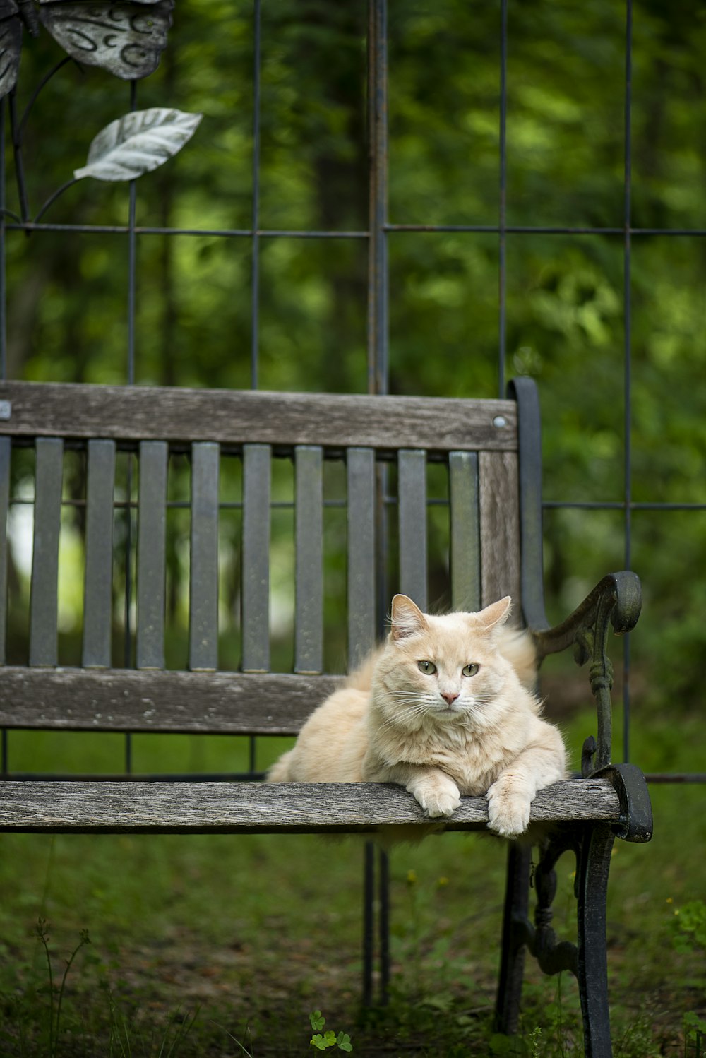 orange tabby cat lying on bench