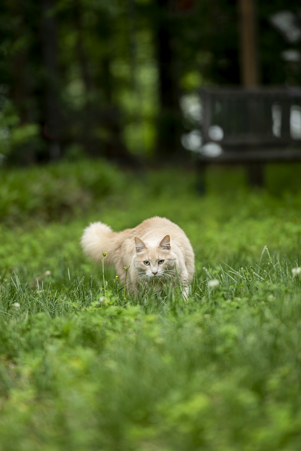 white cat walking on green grass