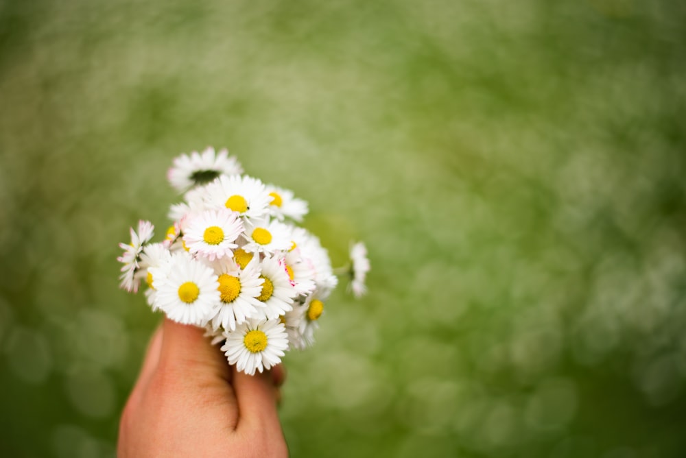 flores de pétalos blancos