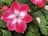 A vibrant pink flower with white accents at the center surrounded by lush green leaves. The petals are smooth and slightly rounded, with a soft and delicate appearance. In the background, hints of other flowers and unopened buds can be seen.