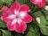 A vibrant pink flower with white accents at the center surrounded by lush green leaves. The petals are smooth and slightly rounded, with a soft and delicate appearance. In the background, hints of other flowers and unopened buds can be seen.