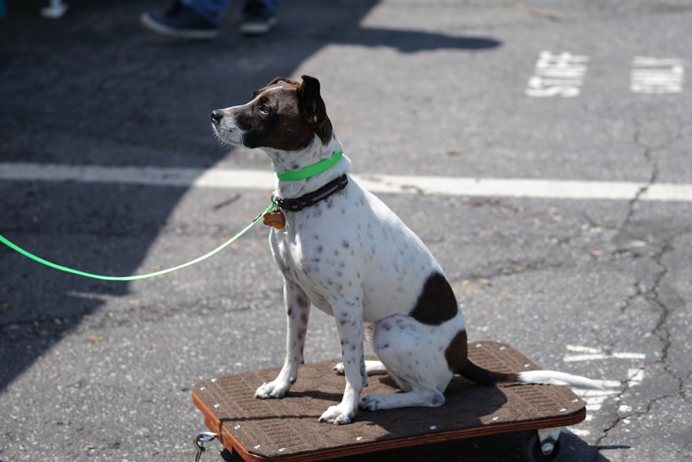 white and black dog sitting on board