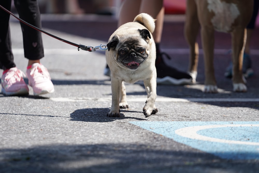 dog walking on concrete pathway