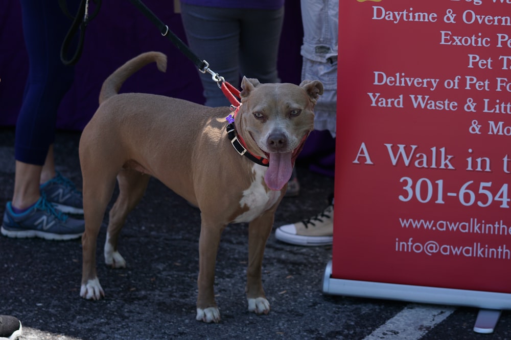 brown dog near sign