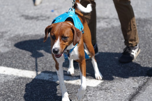 A brown and white dog wearing a blue harness is walking on a paved surface. The dog's leash is held by a person wearing brown pants and black shoes.