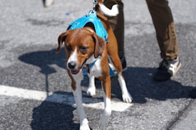 A brown and white dog wearing a blue harness is walking on a paved surface. The dog's leash is held by a person wearing brown pants and black shoes.