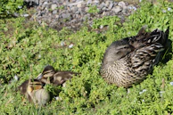 A mother quail watching over her fluffy chicks as they explore the grassy yard.