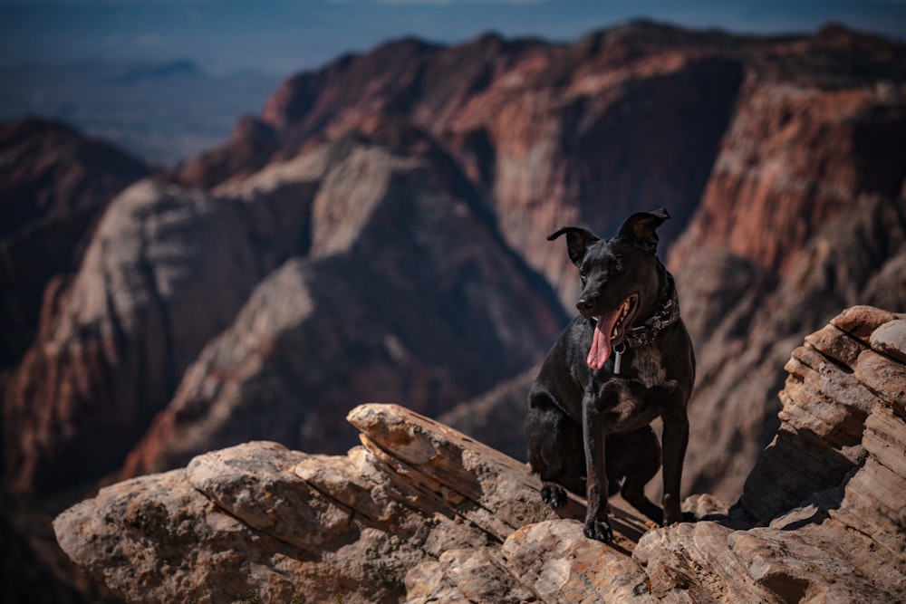 short-coated black dog sitting on mountain during daytime