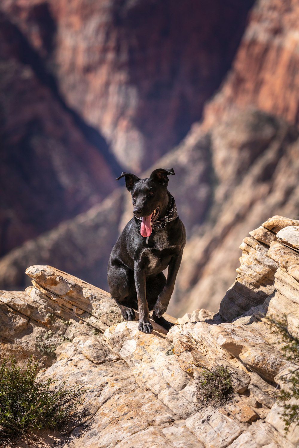 black dog on rock