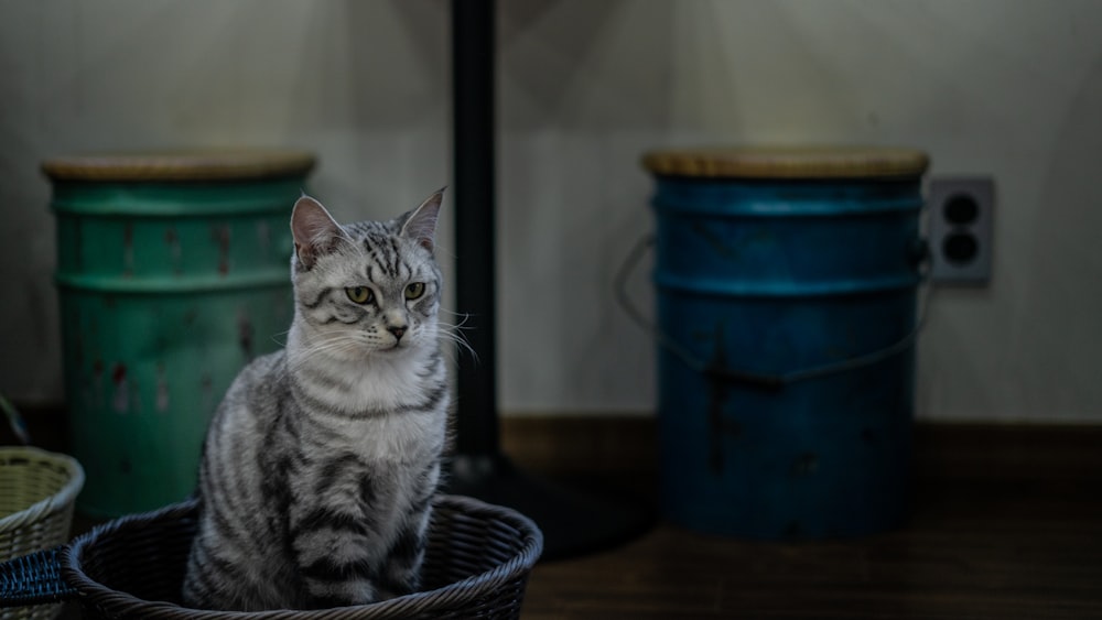 grey tabby cat in wicker basket