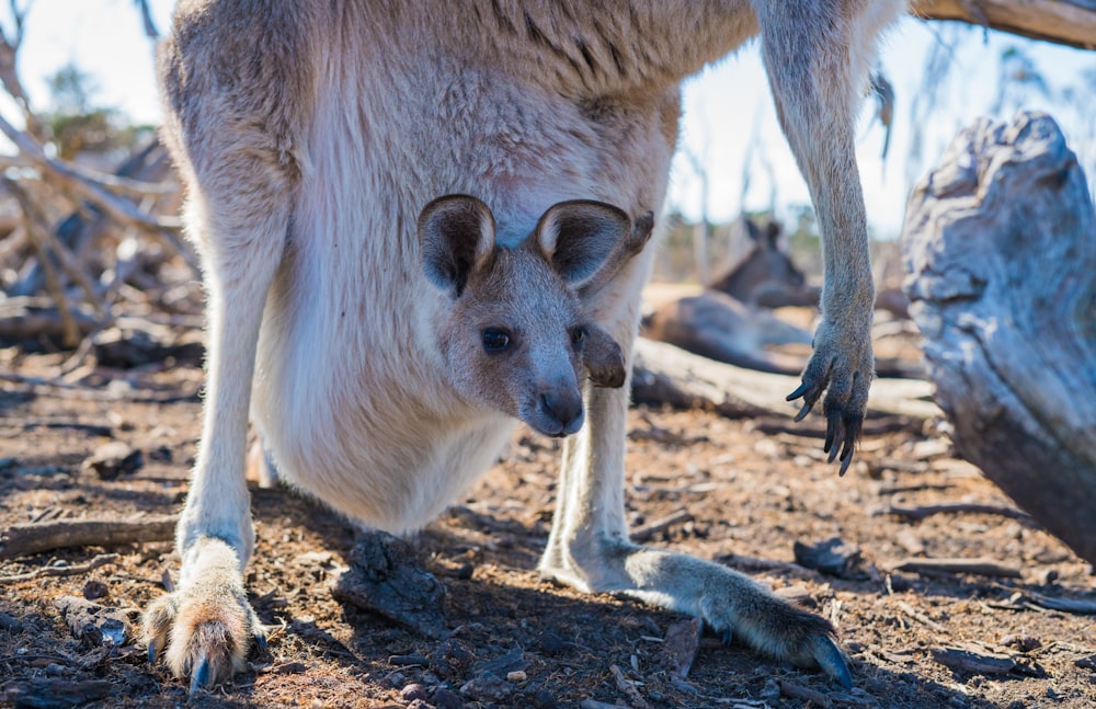 brown and white kangaroo with baby on tummy